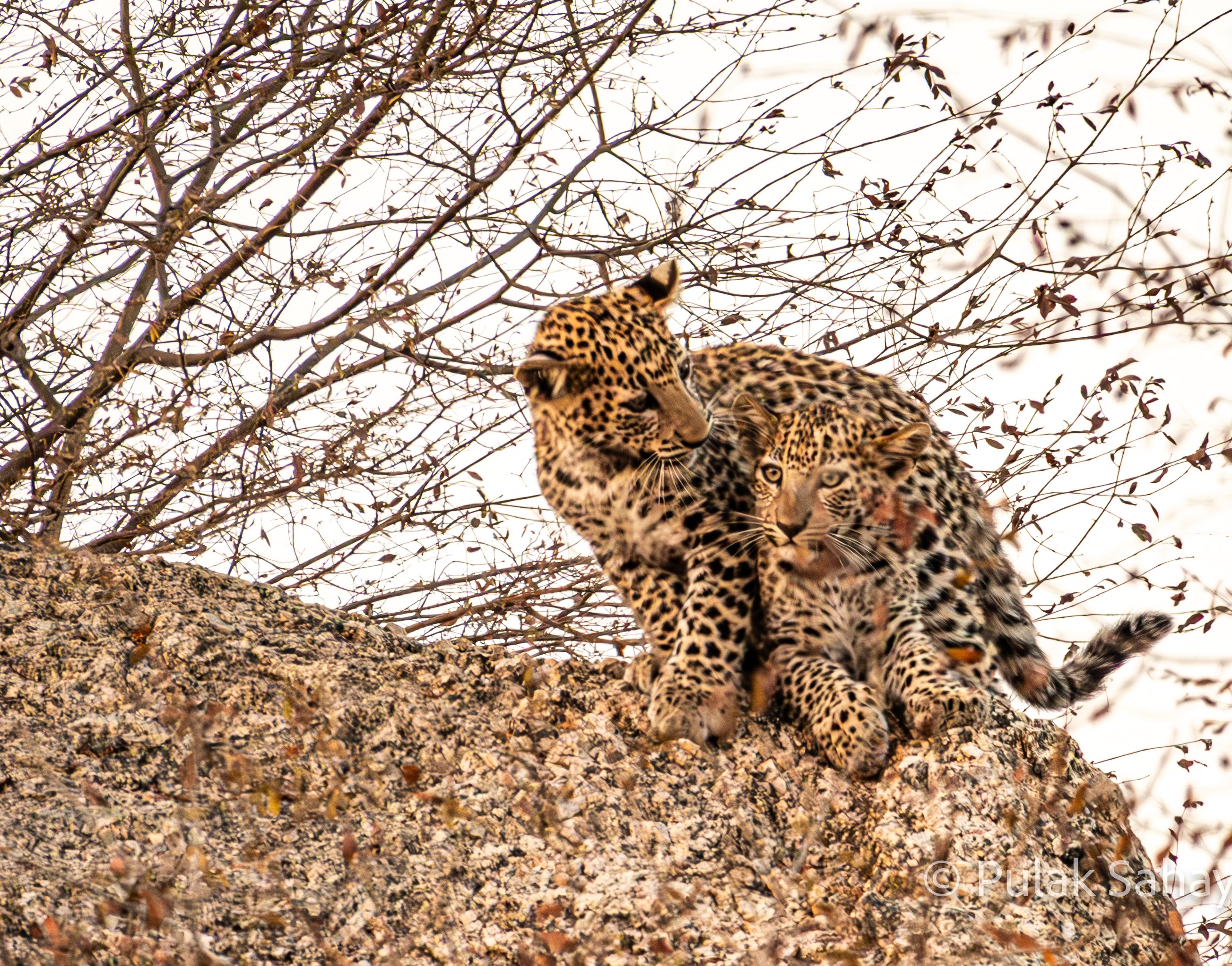 Leopard cub sitting on cub